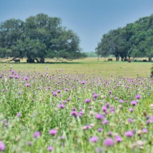 woodrow-ranch_0654-min-2048×1365 - Mobile homes, property, texas, acres, texas, land, price, lots, area, city, lake, county, properties, listings, property, manufactured, listing